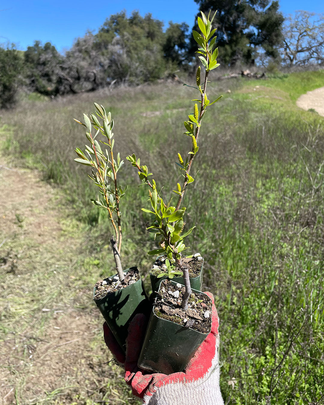 Making a Difference, One Tree at a Time